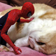 Illustration for article titled Spider-Man Shows His Sensitive Side with Cats